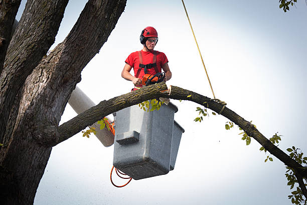 Why Choose Our Tree Removal Services in Walls, MS?